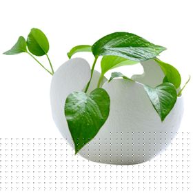 绿植水培绿色清新花盆绿萝素材