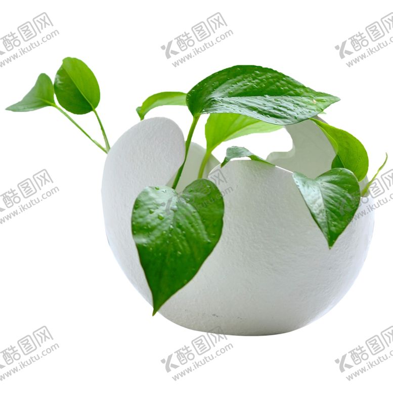 编号：42236910192134183505【酷图网】源文件下载-绿植水培绿色清新花盆绿萝素材
