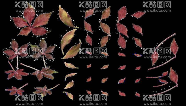 编号：81518710271658116814【酷图网】源文件下载-枫叶