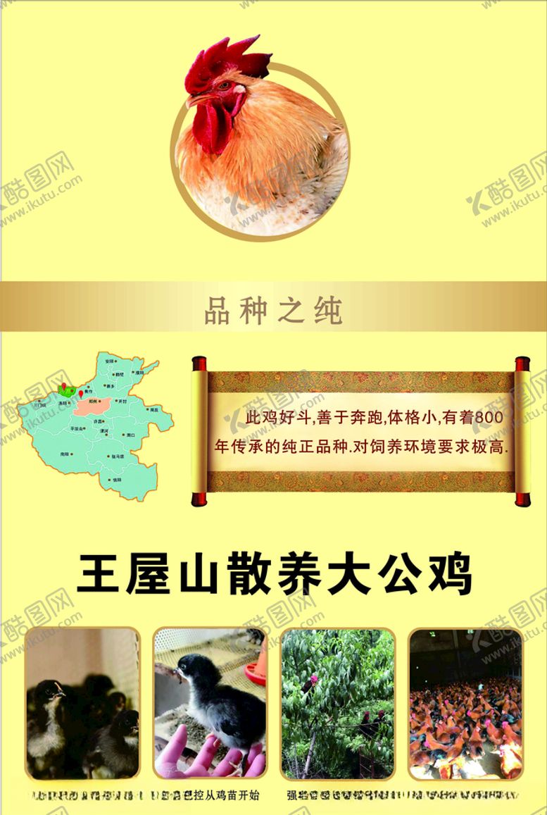 编号：92344510070912263071【酷图网】源文件下载-公鸡