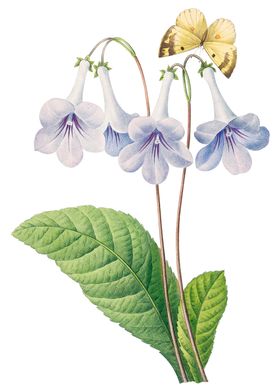 牵牛花图案素材元素