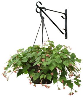 盆栽植物