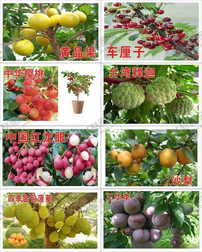 编号：58548711262123156606【酷图网】源文件下载-果树A吊牌