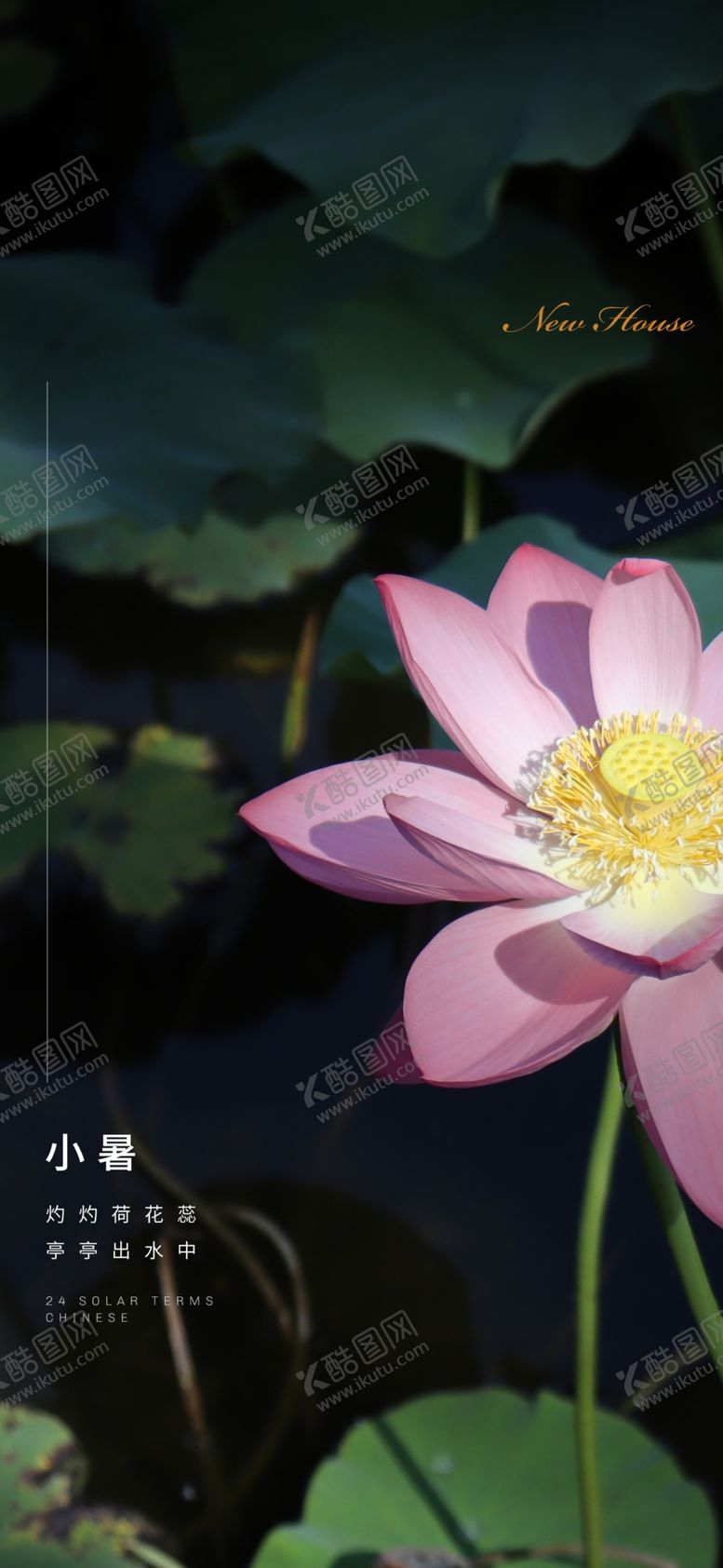 编号：76954102211658133878【酷图网】源文件下载-小暑荷花