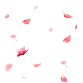 飘落的花瓣