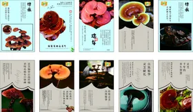 灵芝