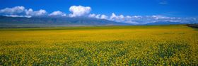 油菜花田