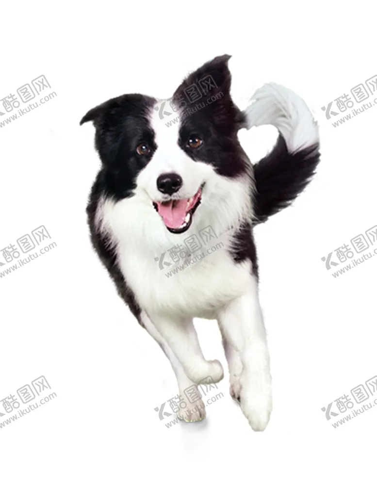 编号：69958202110655056211【酷图网】源文件下载-小狗元素