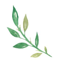 水彩植物花朵图案