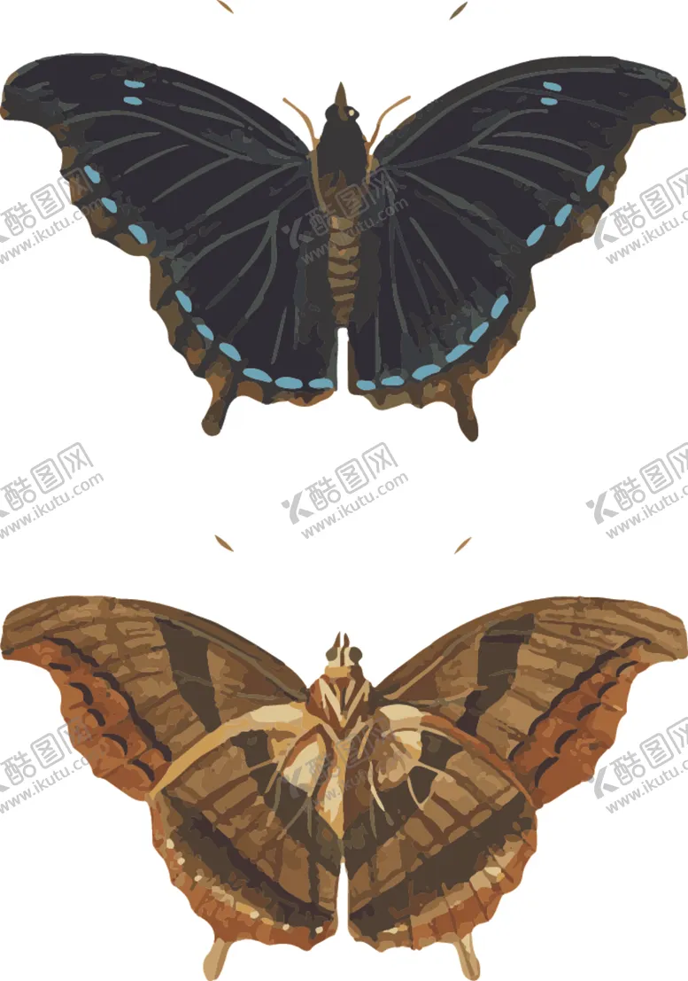 编号：51606807060825127793【酷图网】源文件下载-自然昆虫标本插画