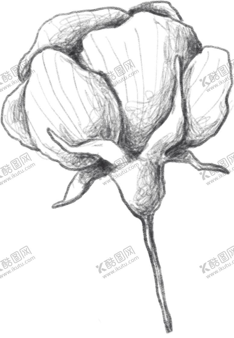 编号：44857510081356217817【酷图网】源文件下载-玫瑰花素描绘画