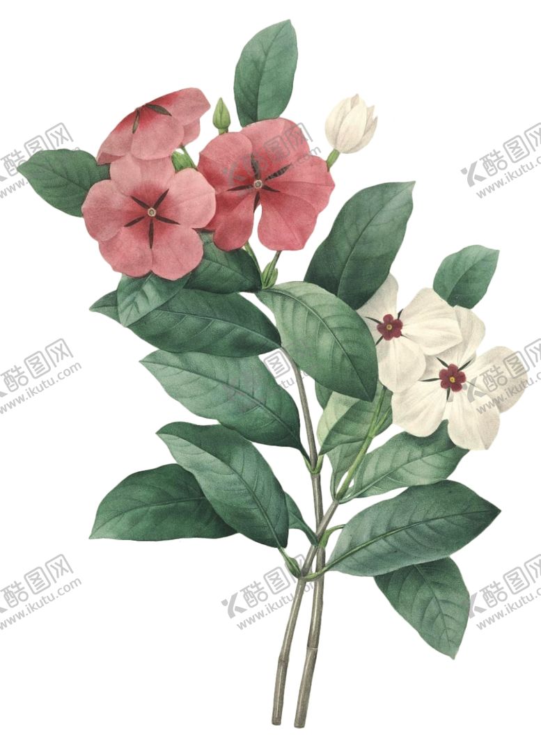 编号：18718510170710597811【酷图网】源文件下载-复古花