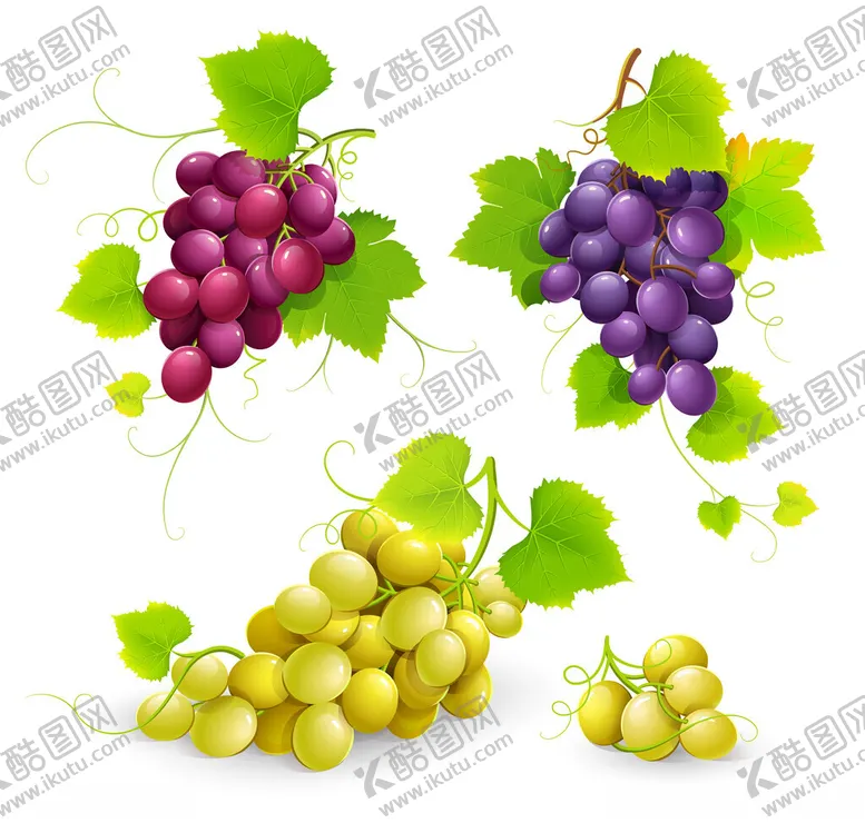 编号：64958302110739256031【酷图网】源文件下载-矢量葡萄素材