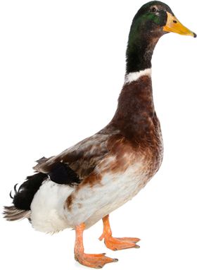 鸭子