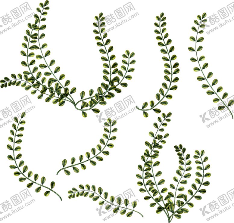 编号：58903107131442315517【酷图网】源文件下载-绿色植物