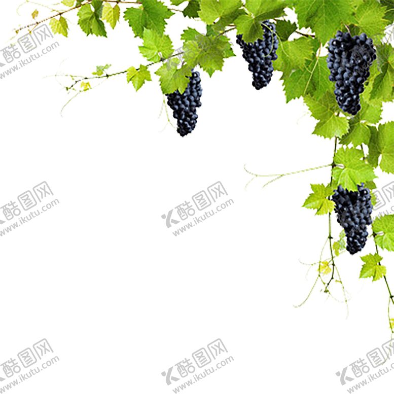 编号：29923807070710261215【酷图网】源文件下载-水果