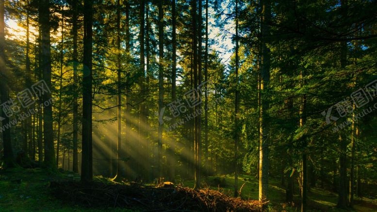 编号：89046709240655536544【酷图网】源文件下载-森林