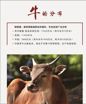 牛的分布