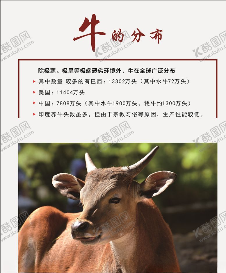 编号：66975605041124567770【酷图网】源文件下载-牛的分布