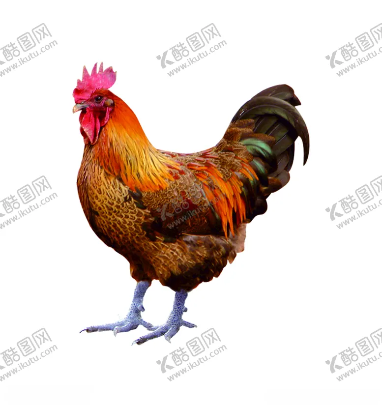 编号：29704904061647026756【酷图网】源文件下载-公鸡