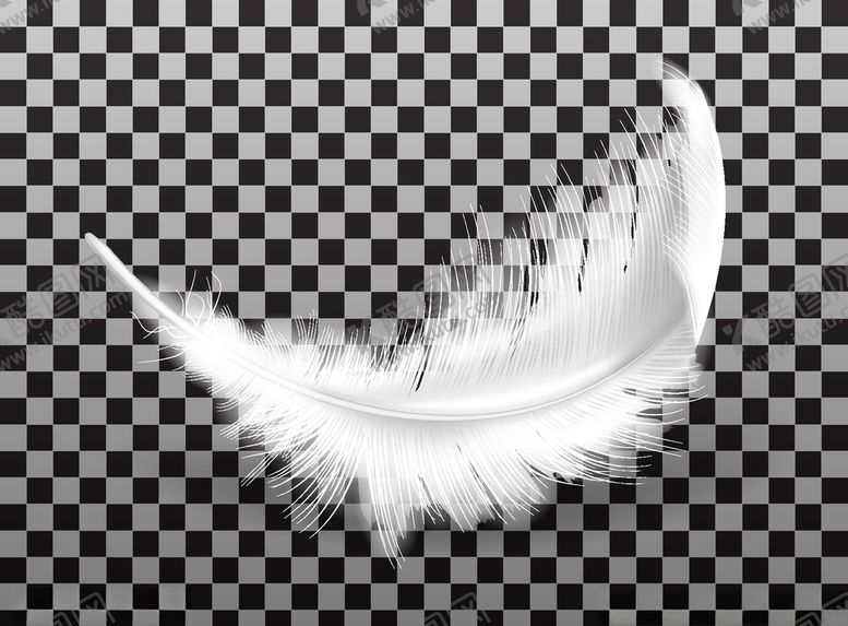 编号：73627510111300193441【酷图网】源文件下载-羽毛