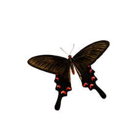 蝴蝶透明PNG免扣