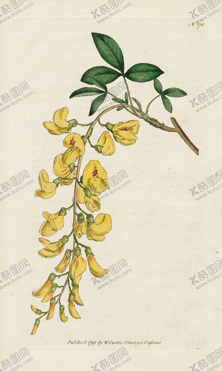 编号：93545205152348162344【酷图网】源文件下载-欧式复古色调花朵植物