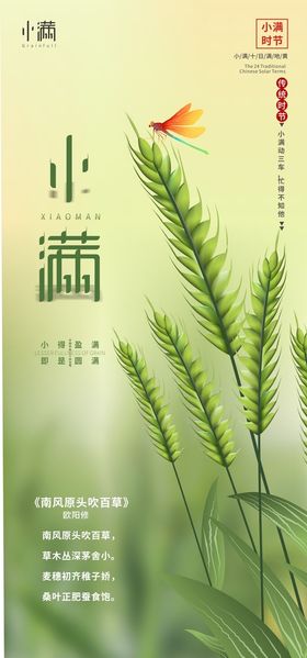 小满24节气小麦