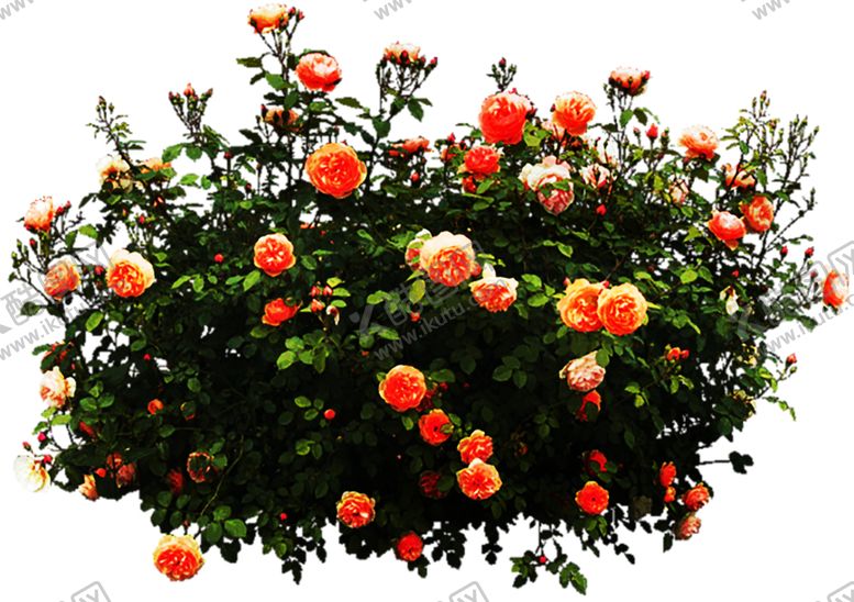 编号：70370609291654204542【酷图网】源文件下载-浪漫素材