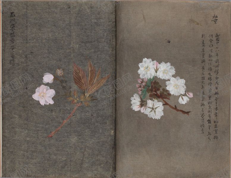 编号：52454604291012313444【酷图网】源文件下载-樱花