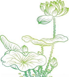 荷花叶矢量莲廉洁