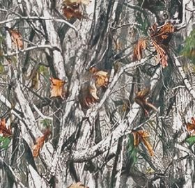 树枝上的多彩蝴蝶