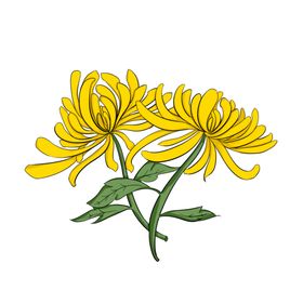 菊花素材