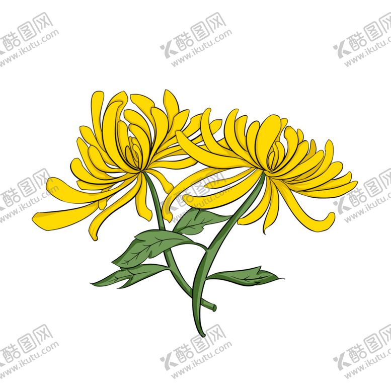 编号：60782106191716002109【酷图网】源文件下载-菊花素材