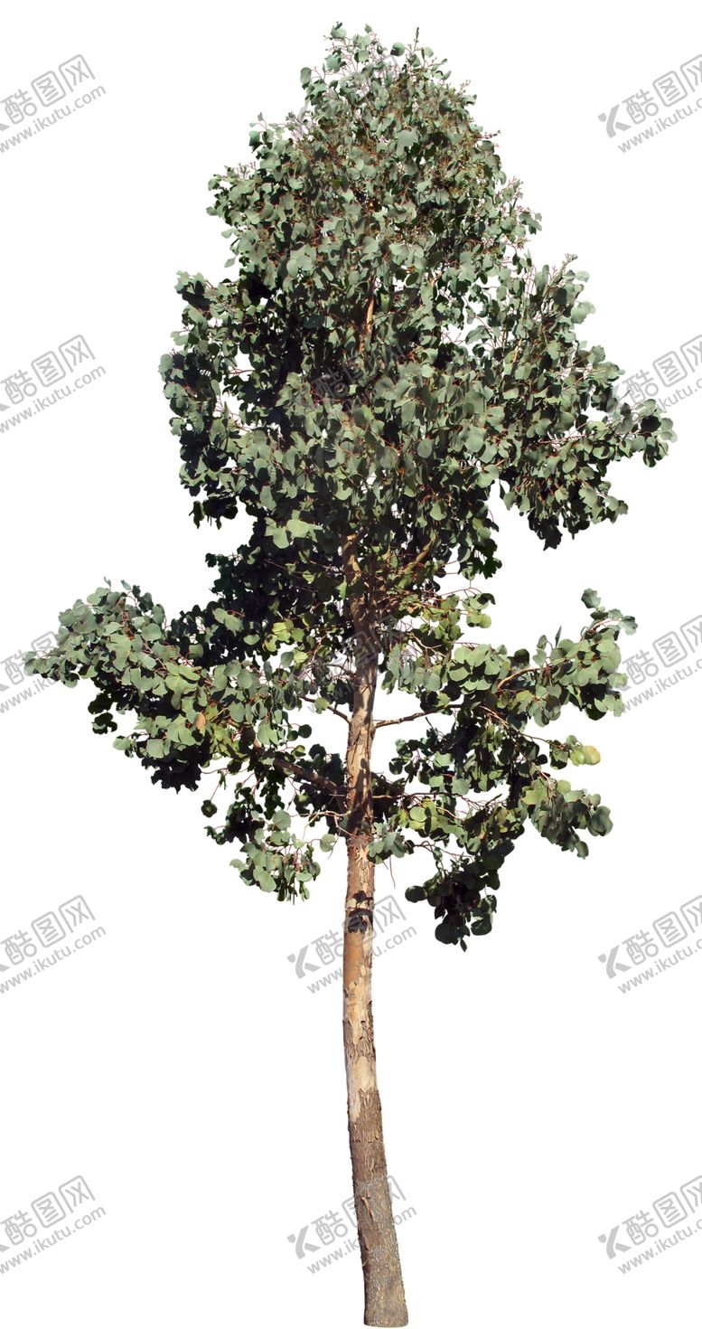 编号：97821609171212223742【酷图网】源文件下载-免扣植物树木素材