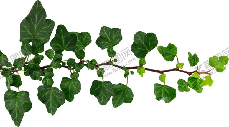 编号：49426009150036017849【酷图网】源文件下载-绿色装饰