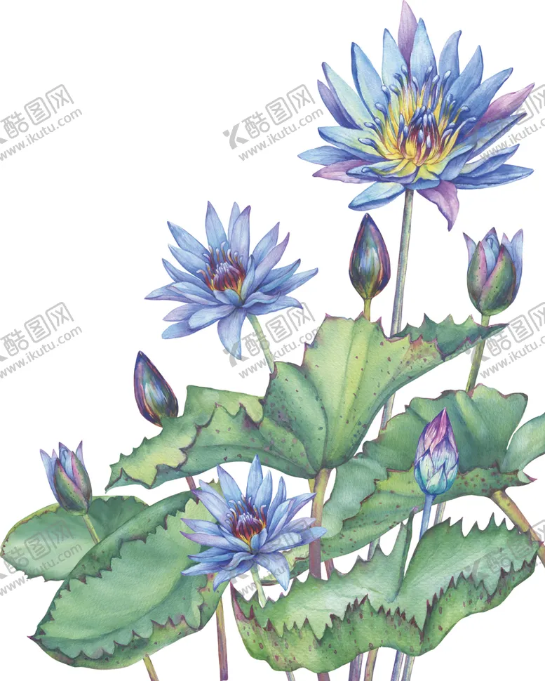 编号：36622703300139127518【酷图网】源文件下载-荷花