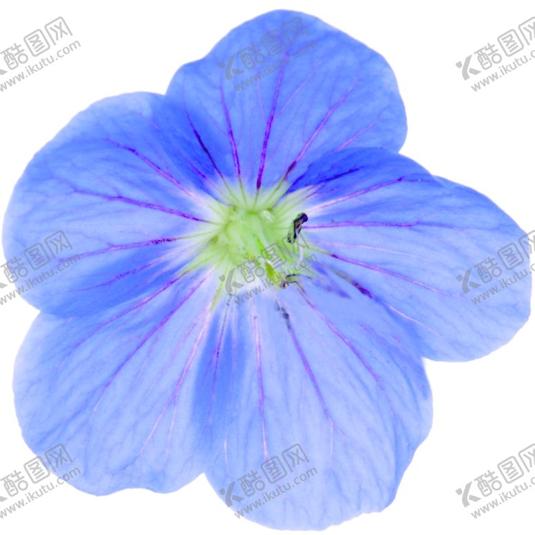 编号：79195709191839202170【酷图网】源文件下载-天竺葵