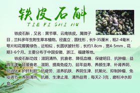 铁皮石斛