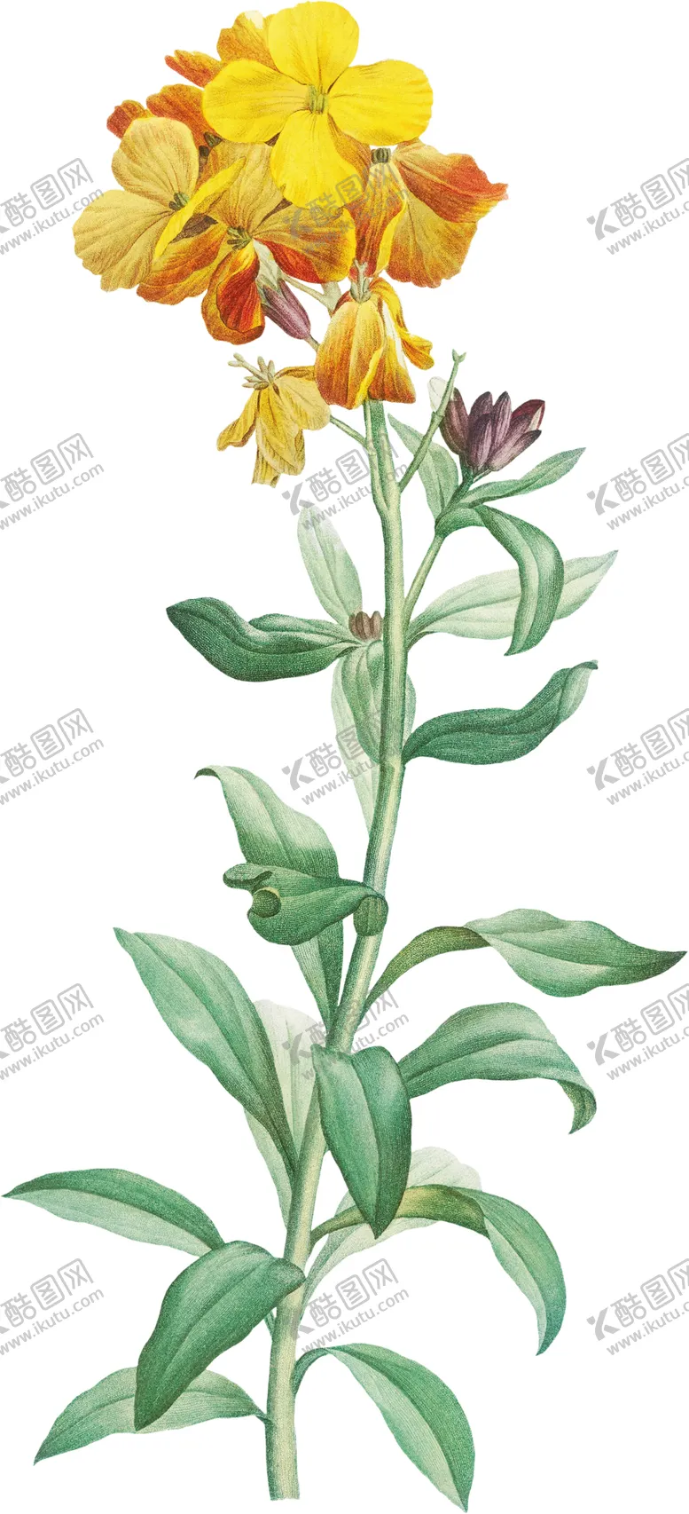 编号：13780512101545205228【酷图网】源文件下载-黄色花透明背景图片