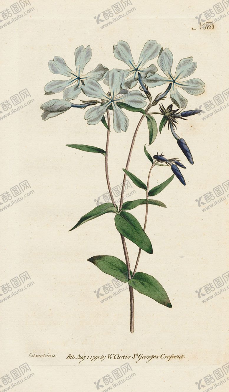 编号：57302109270006239897【酷图网】源文件下载-欧式复古色调花朵植物