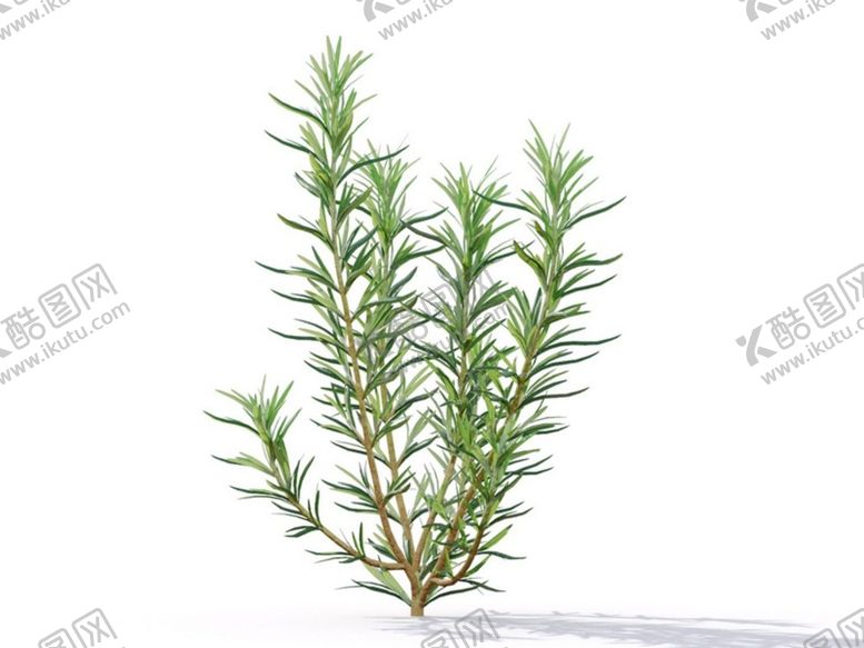 编号：19708802161418369276【酷图网】源文件下载-C4D模型迷迭香植物树木绿化