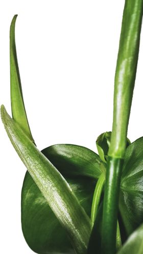 热带植物