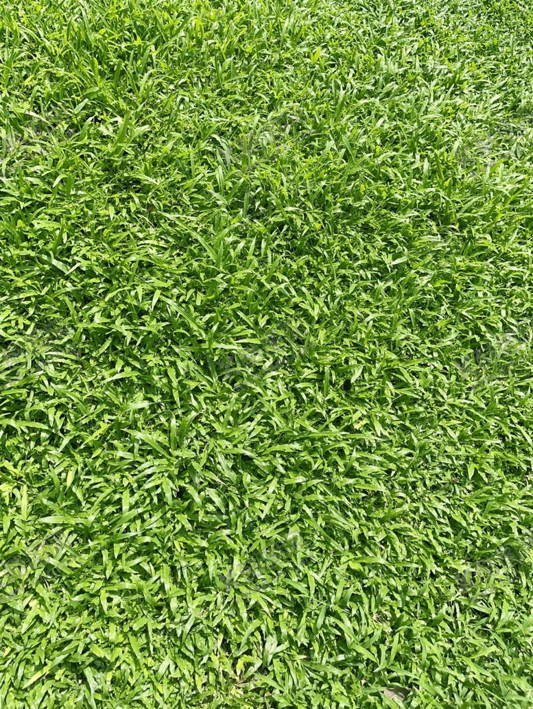 编号：96424410181356295180【酷图网】源文件下载-草地