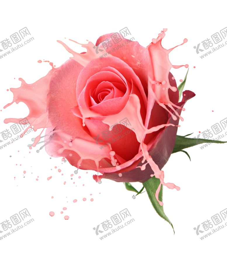 编号：40302509261308329370【酷图网】源文件下载-玫瑰花装饰素材
