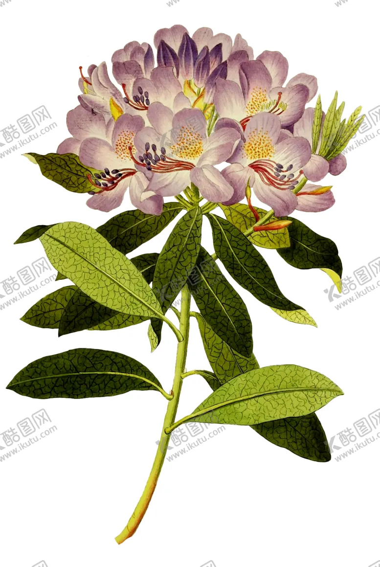 编号：84481807071733458628【酷图网】源文件下载-复古鲜花植物装饰图案