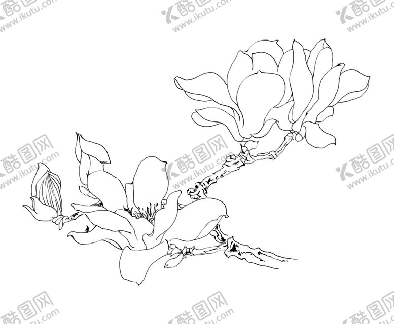 编号：64592707060526237357【酷图网】源文件下载-玉兰花