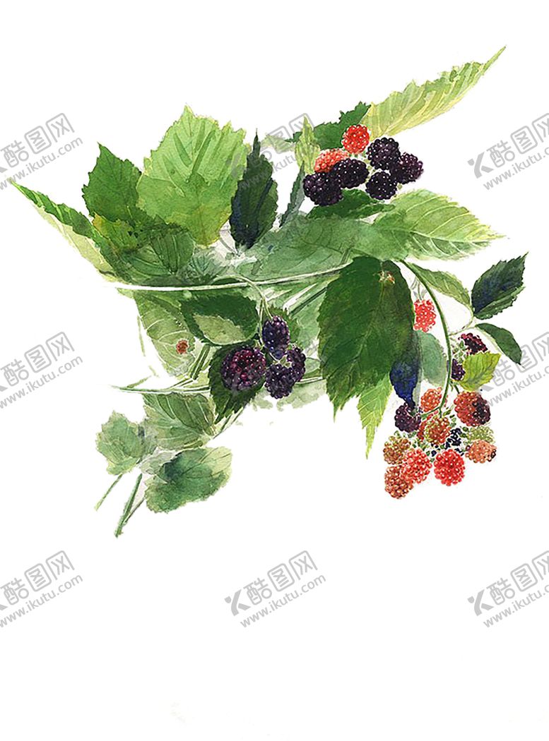 编号：32681110152338531573【酷图网】源文件下载-水果