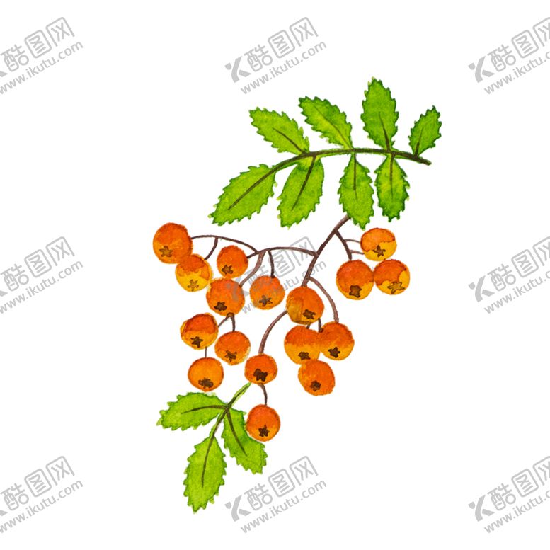 手绘植物彩色插图卡通可爱