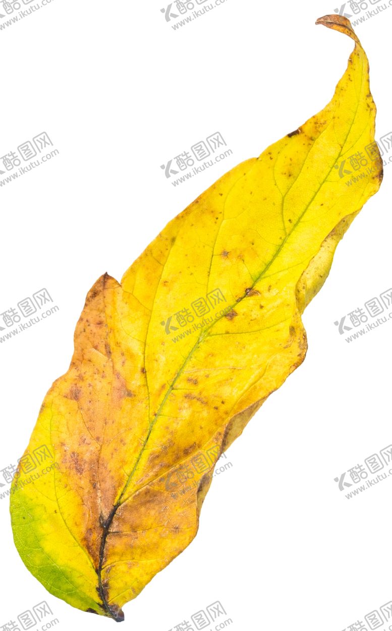 编号：36268910310511333095【酷图网】源文件下载-树叶